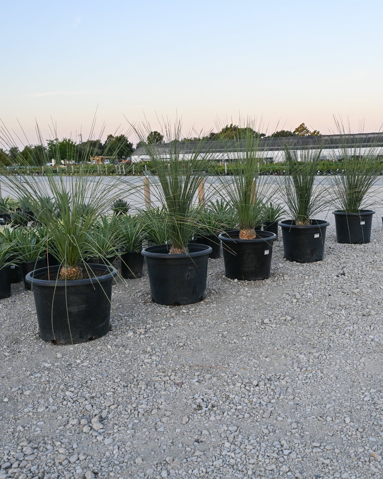 Mexican Grass Tree container stock Mexican Grass Tree plants with spiky green foliage in black nursery containers on a gravel lot