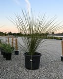 Mexican Grass Tree with tall, narrow green leaves in a black nursery container on a gravel lot