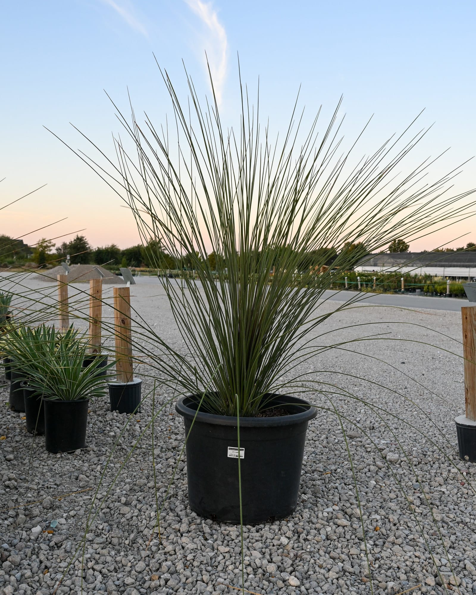 Mexican Grass Tree tall narrow leaves Mexican Grass Tree with tall, narrow green leaves in a black nursery container on a gravel lot
