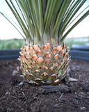 Mexican Grass Tree with spiky green leaves and textured trunk growing in nursery soil