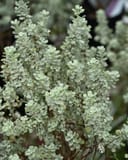 Microburst Texas Sage with dense silvery foliage on branching stems in a nursery container