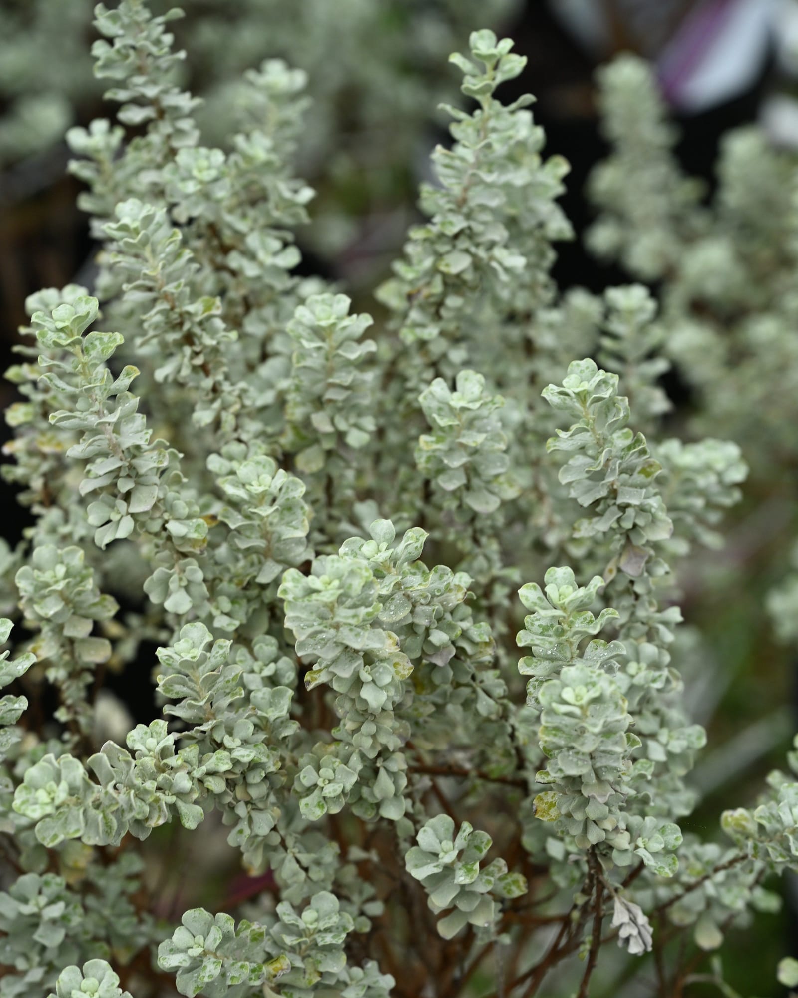 Microburst Texas Sage