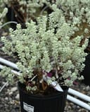 Microburst Texas Sage with silvery foliage growing in a black nursery container