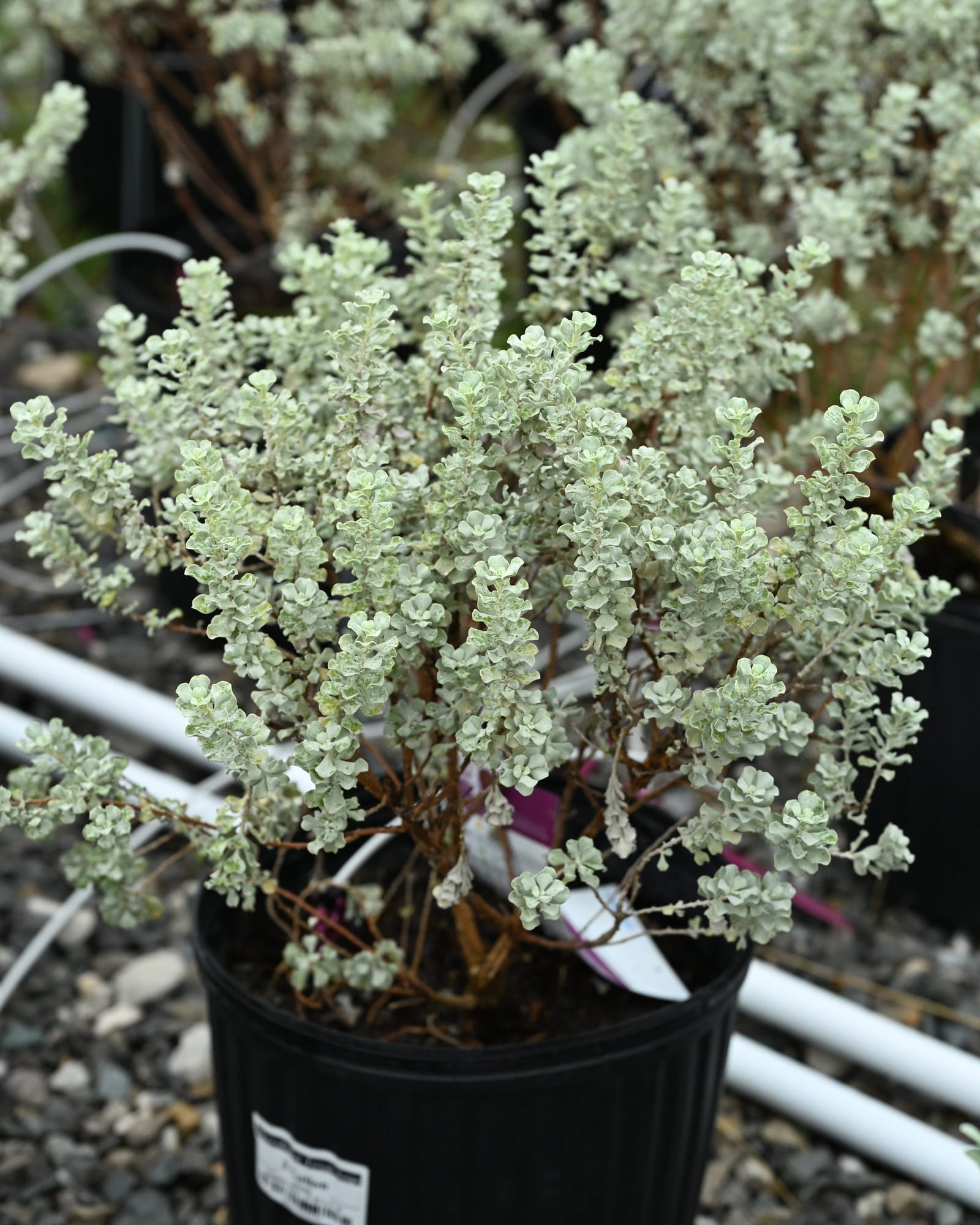 Microburst Texas Sage - view 2