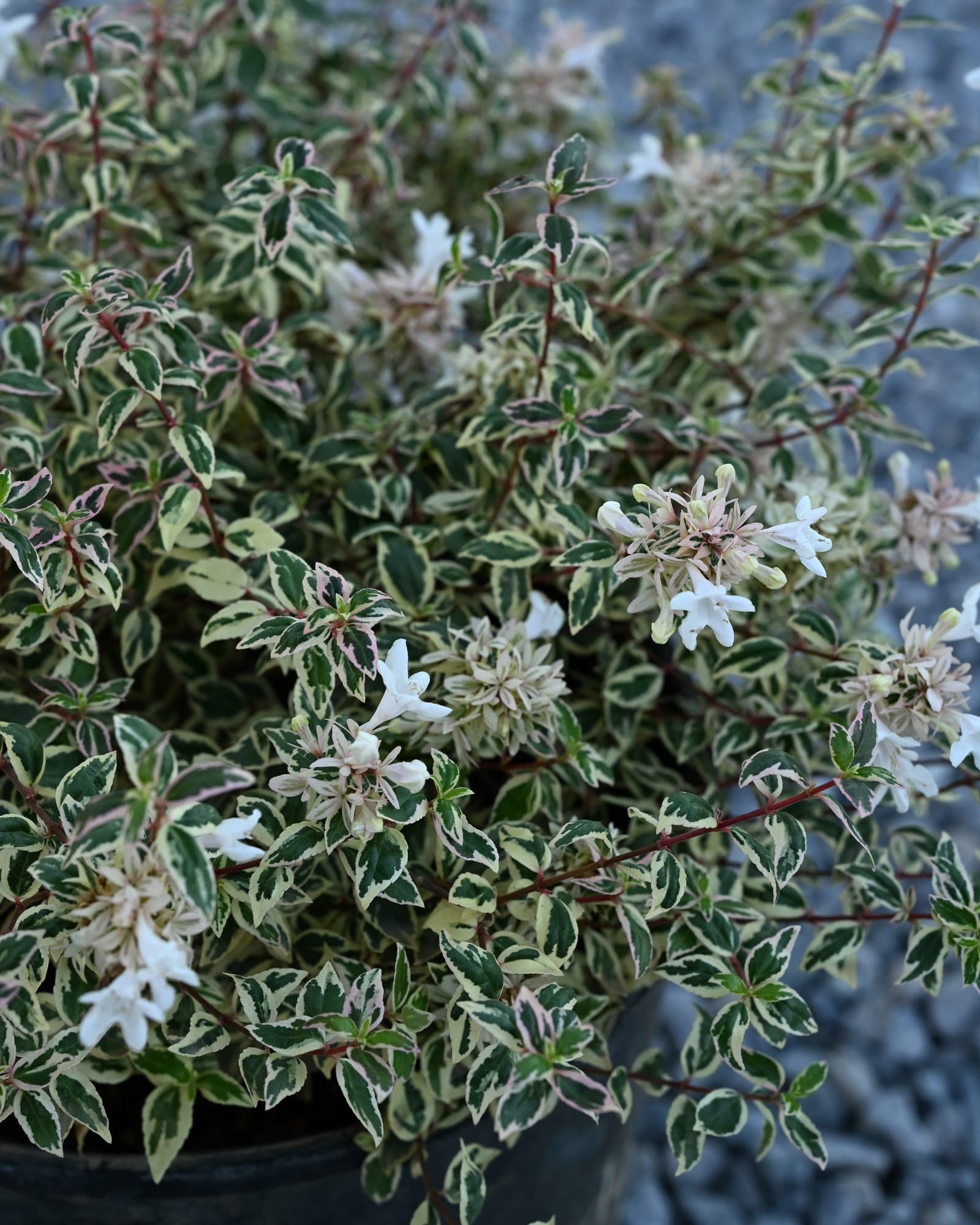 Milky Way Abelia - Main Image
