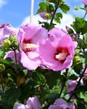 Minerva Althea Tree Form with large pink flowers and dark red centers on leafy branches