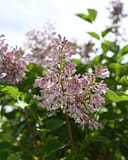 Miss Kim Korean Lilac Tree Form with clusters of pale pink flowers and green leaves