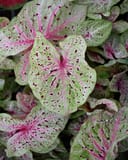 Miss Muffet Caladium with pale green leaves, pink veins and burgundy speckles