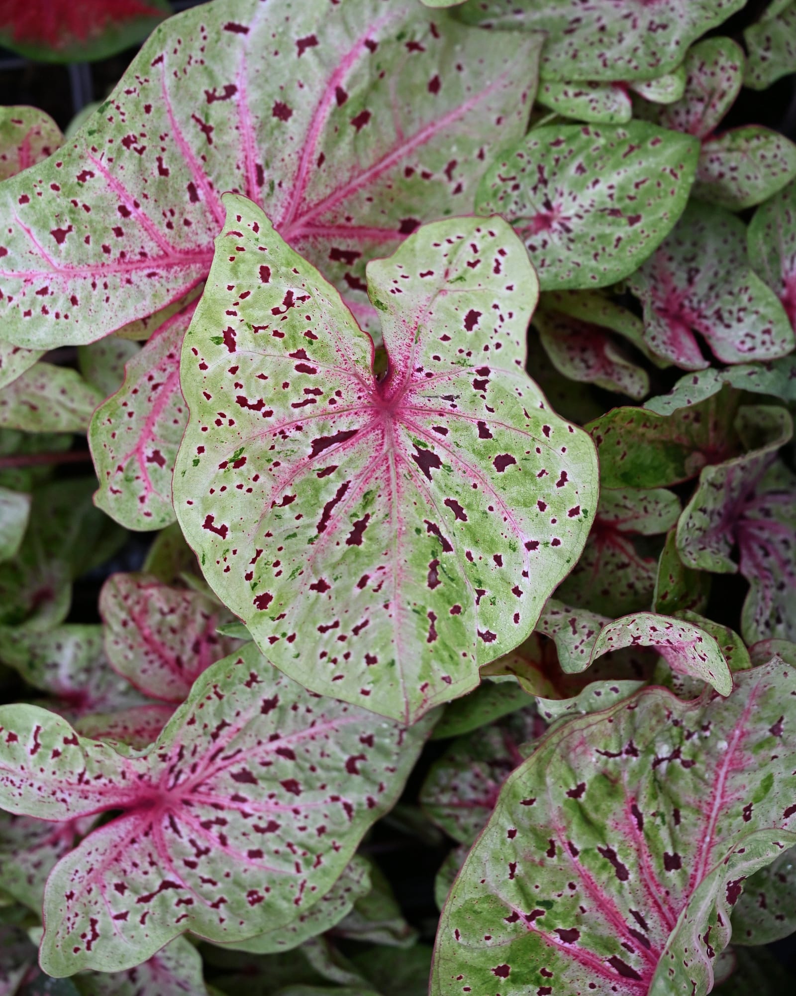 Miss Muffet Caladium pink speckled leaves Miss Muffet Caladium with pale green leaves, pink veins and burgundy speckles