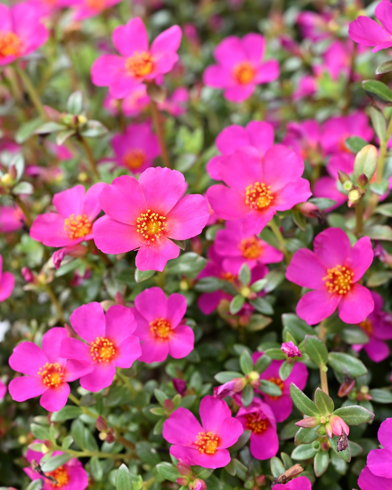 Mojave Fuchsia Purslane Portulaca