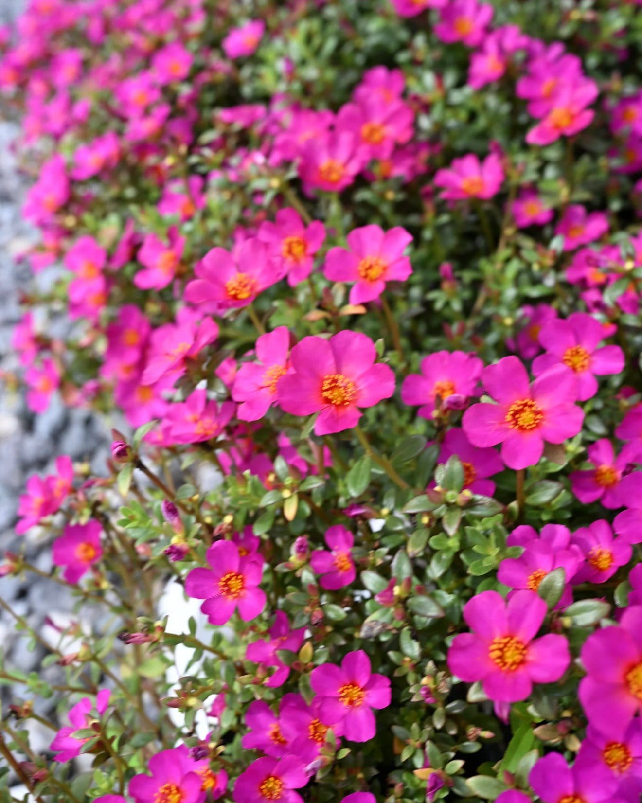 Mojave Fuchsia Purslane Portulaca - view 5