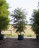 Montezuma Cypress with feathery green foliage in a tree bag at the nursery
