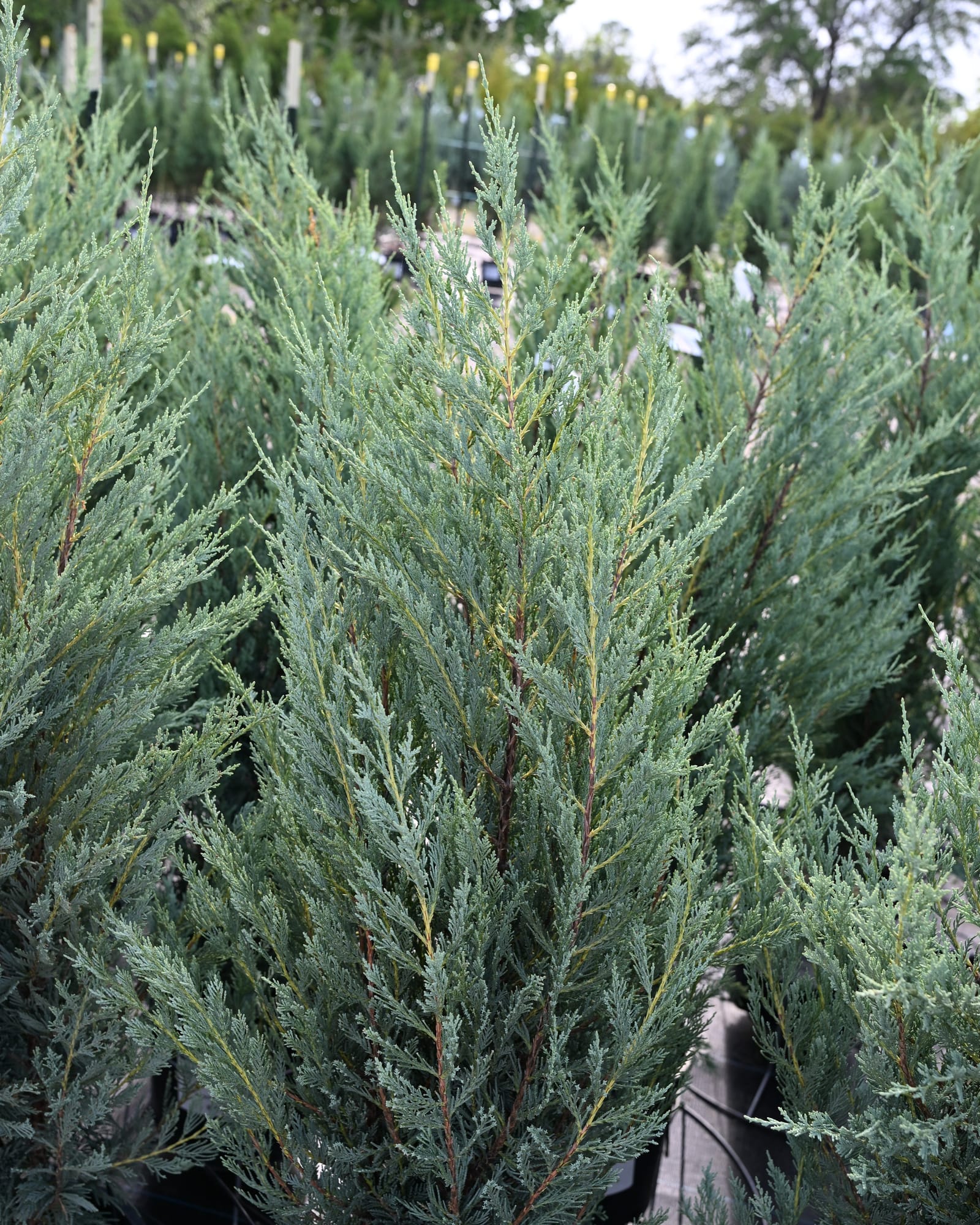 Moonglow Juniper