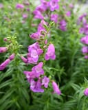 Mountain Treats Lavender Penstemon with pink-purple tubular flowers and narrow green foliage