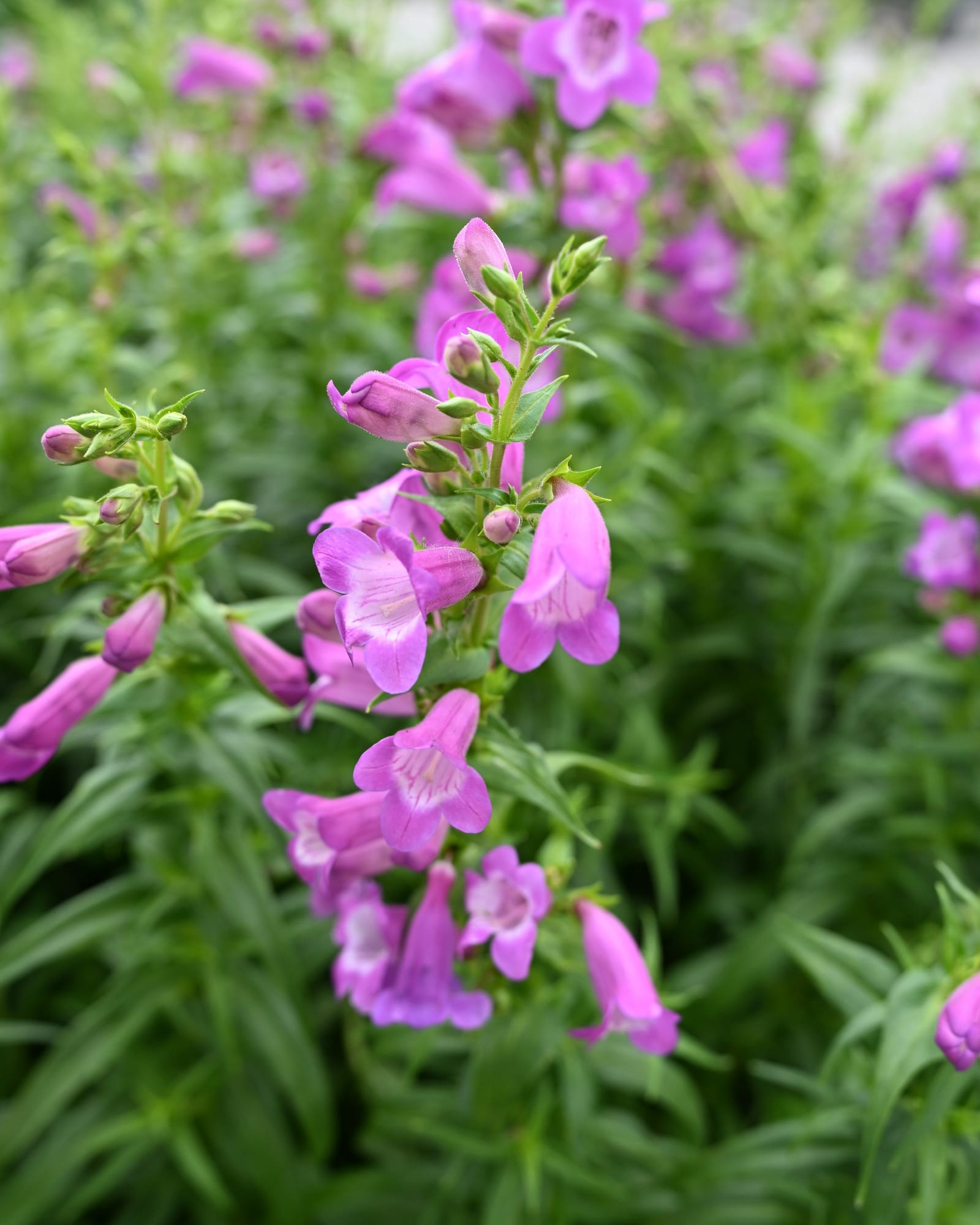 Mountain Treats Lavender Penstemon pink purple flowers Mountain Treats Lavender Penstemon with pink-purple tubular flowers and narrow green foliage