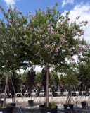 Muskogee Crape Myrtle Single Trunk with pink flower clusters in a nursery container