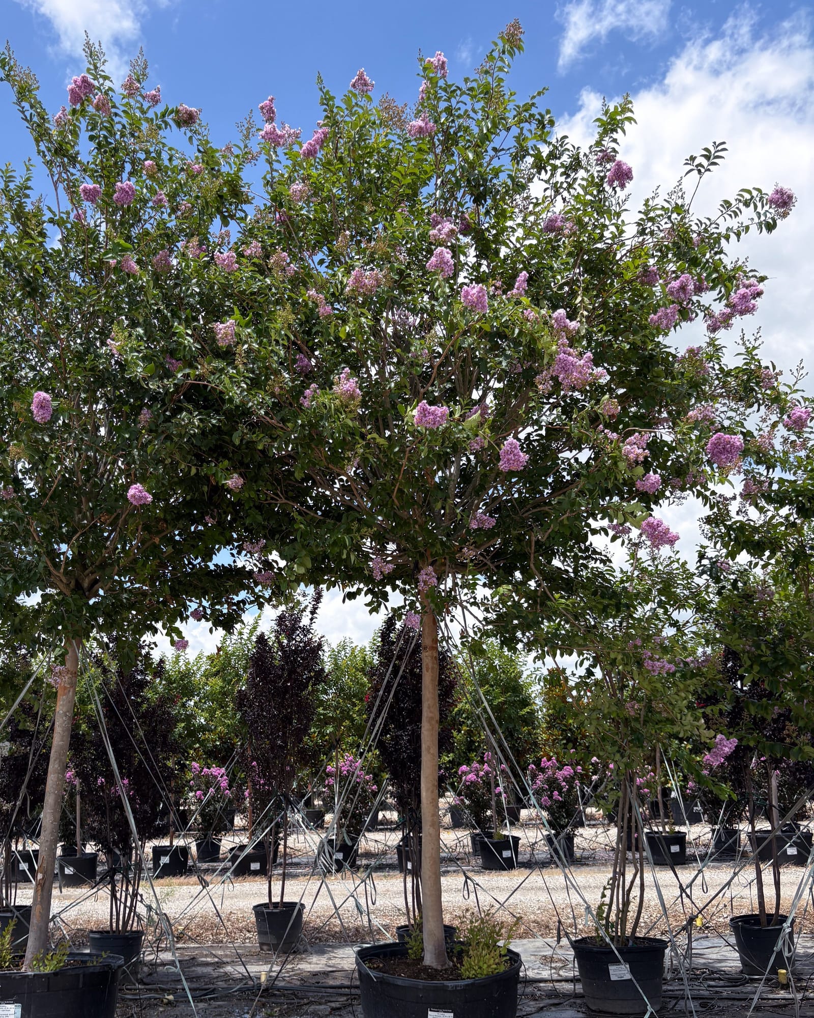 Muskogee Crape Myrtle Single Trunk pink blooms Muskogee Crape Myrtle Single Trunk with pink flower clusters in a nursery container