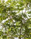 Native Pecan with dense green compound leaves and slender branches viewed from below