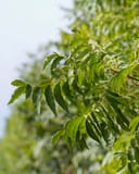 Native Pecan tree branch with lush green compound leaves against a softly blurred background