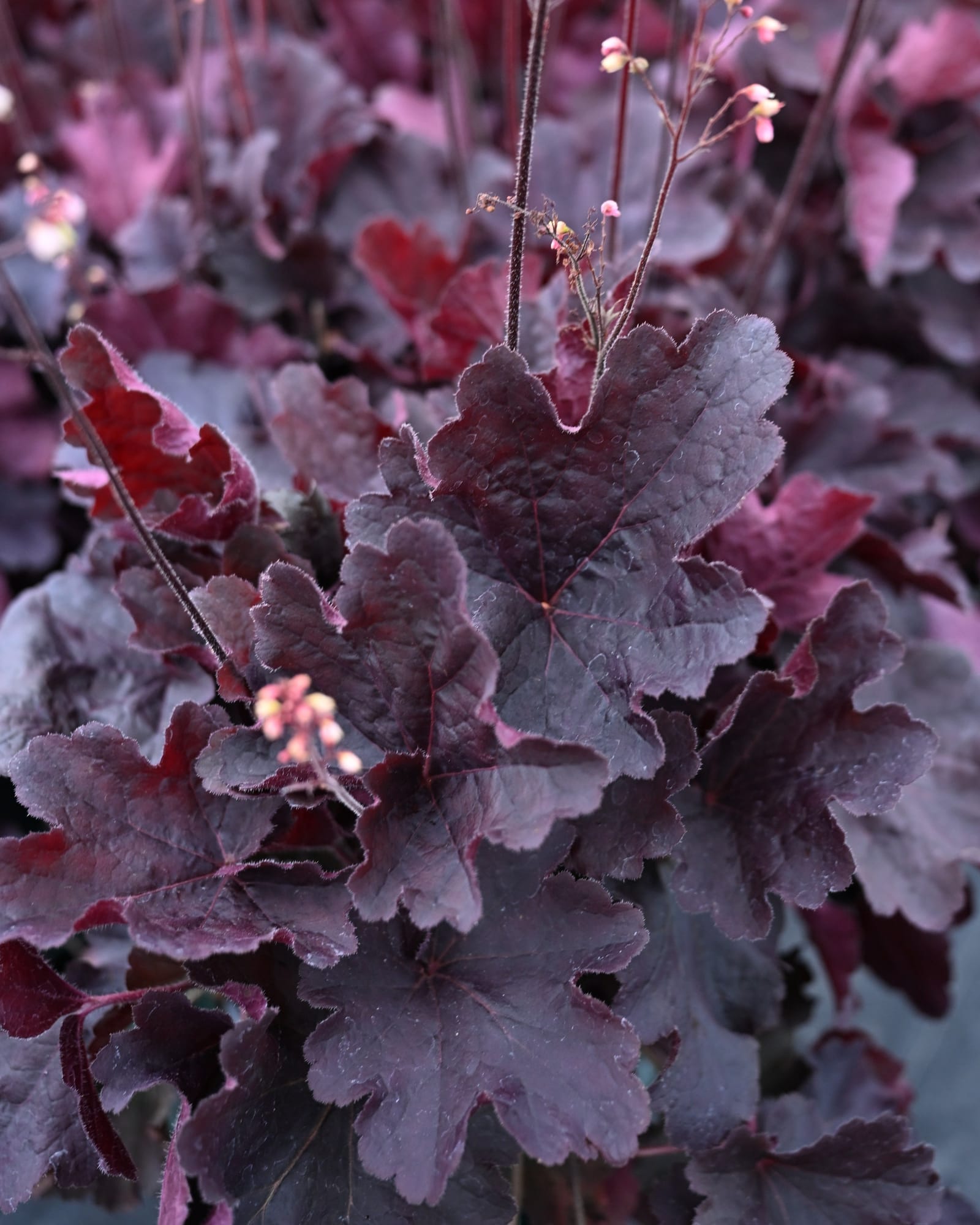 Northern Exposure Black Heuchera burgundy foliage Northern Exposure Black Heuchera with deep burgundy leaves and delicate pink flower stems