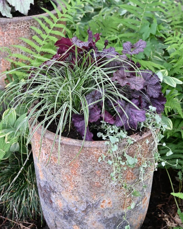 Northern Exposure Purple Heuchera purple foliage Northern Exposure Purple Heuchera with dark purple foliage in a textured container surrounded by ferns