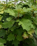 Oakleaf Hydrangea Alice with dense green lobed foliage in a nursery container