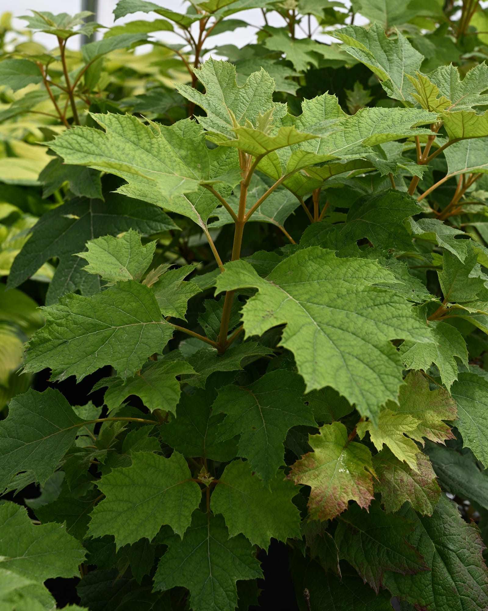Oakleaf Hydrangea Alice