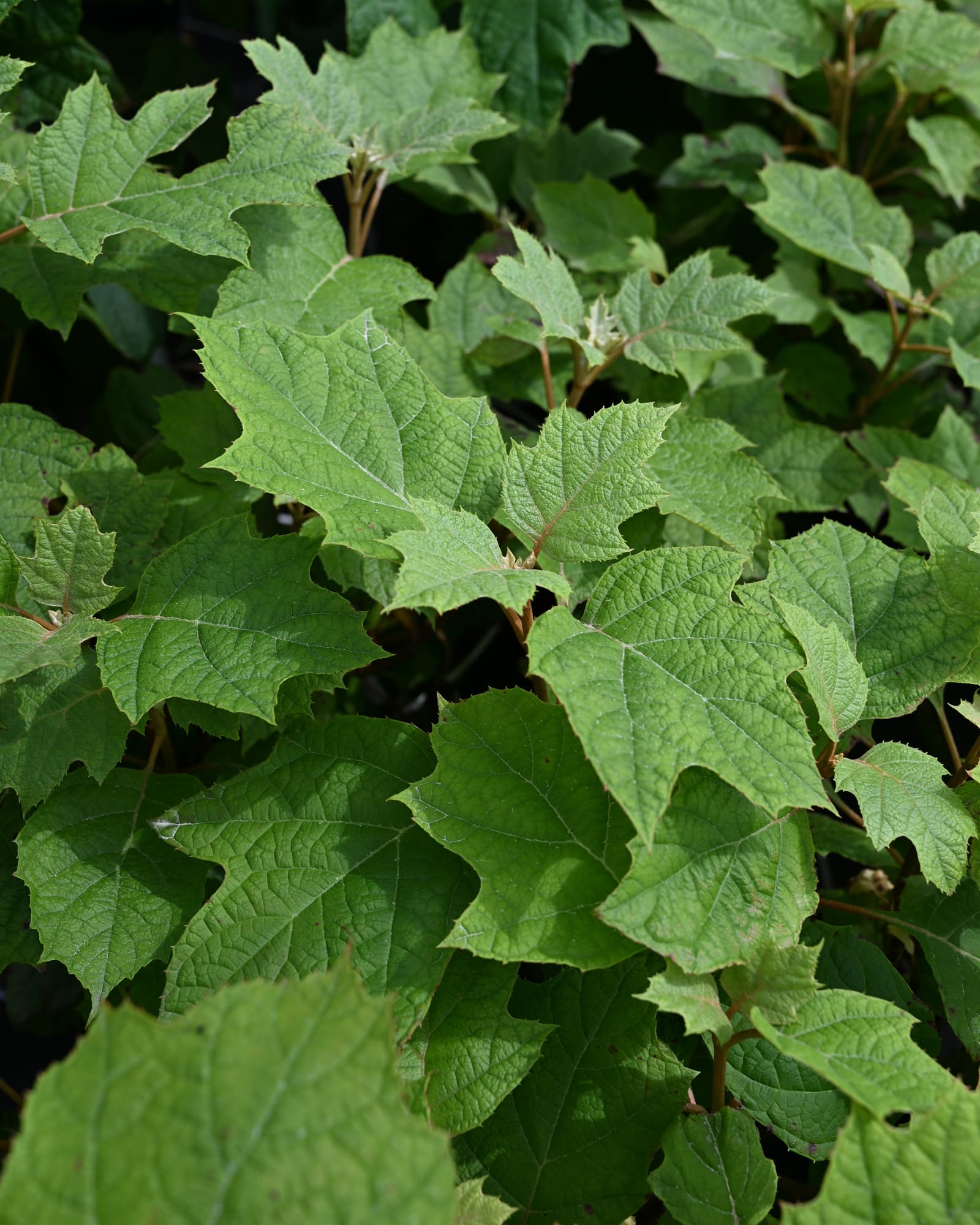 Oakleaf Hydrangea Alice 'N Wonderland