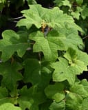 Oakleaf Hydrangea Ellen Huff with large textured green leaves in dense nursery foliage