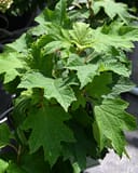 Oakleaf Hydrangea Gatsby Gal with lush green lobed leaves in a nursery container