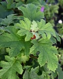 Oakleaf Hydrangea Jetstream with layered green oak-shaped leaves in a nursery container