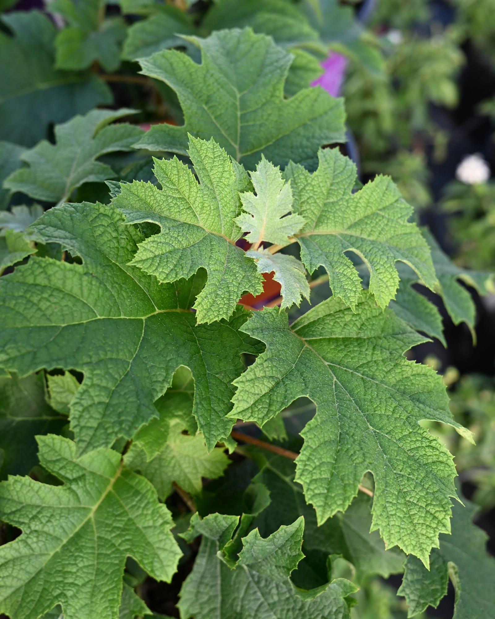 Oakleaf Hydrangea Jetstream