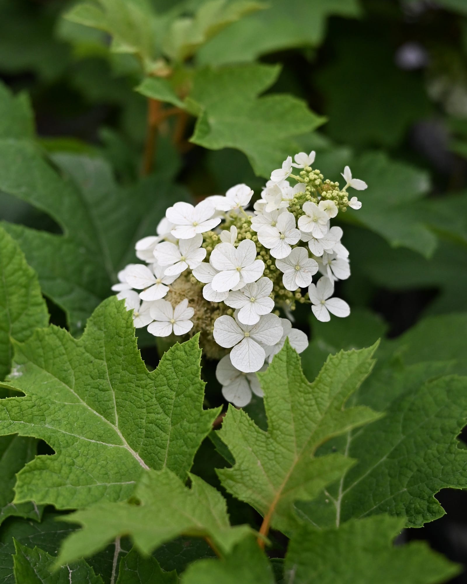 Oakleaf Hydrangea Queen of Hearts