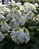 Oakleaf Hydrangea Ruby Slippers with white flower clusters and dark green oak-shaped leaves