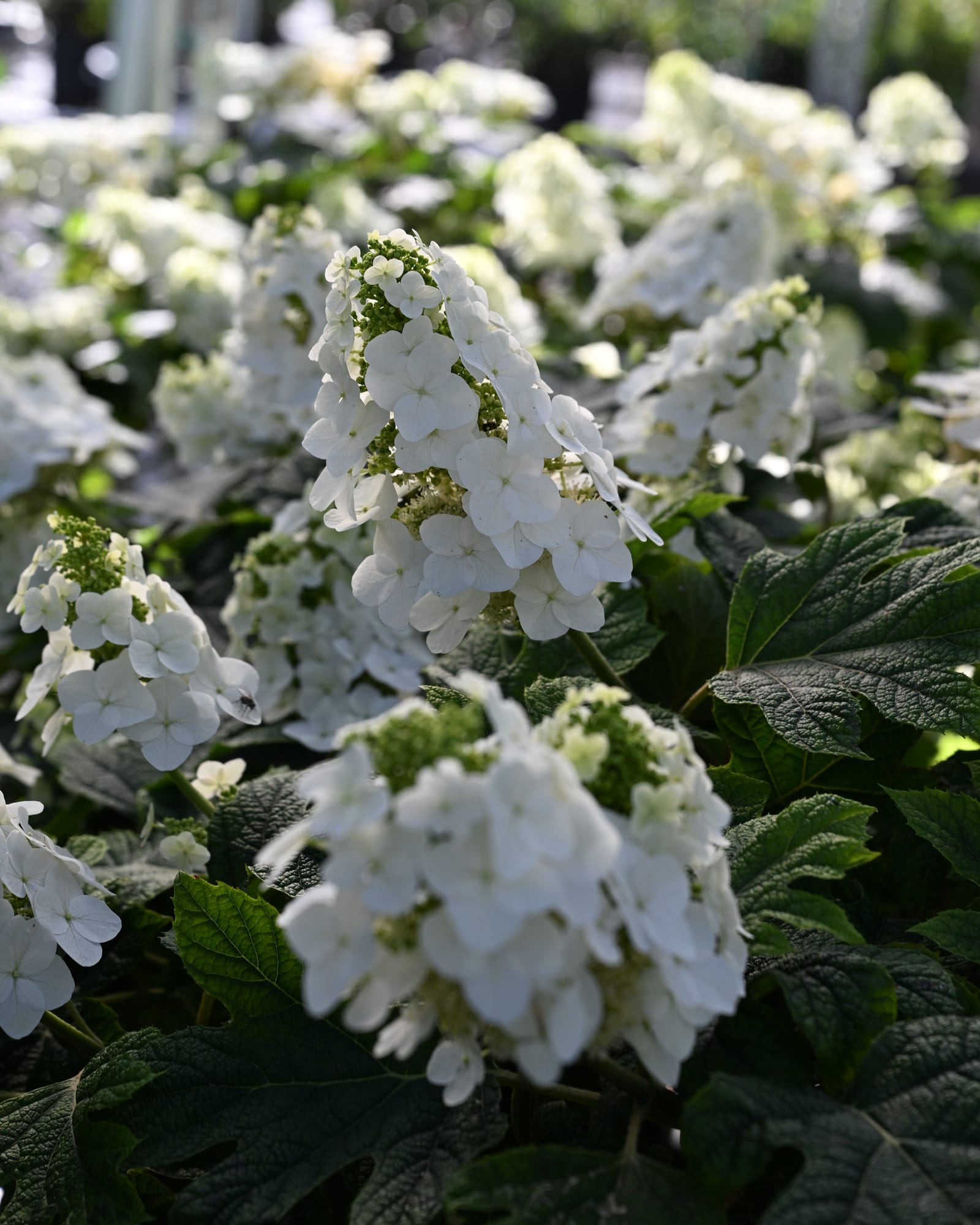 Oakleaf Hydrangea Ruby Slippers