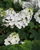Oakleaf Hydrangea Ruby Slippers with white flower clusters and dark green oak-shaped leaves