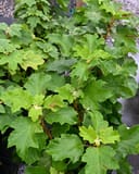 Oakleaf Hydrangea Snow Flake with dense green oak-shaped leaves in a nursery container