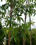 Oconee Pecan trees with slender trunks and long green leaves in a nursery setting