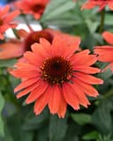 Panama Red Coneflower with vivid coral-red petals and a dark spiny central cone