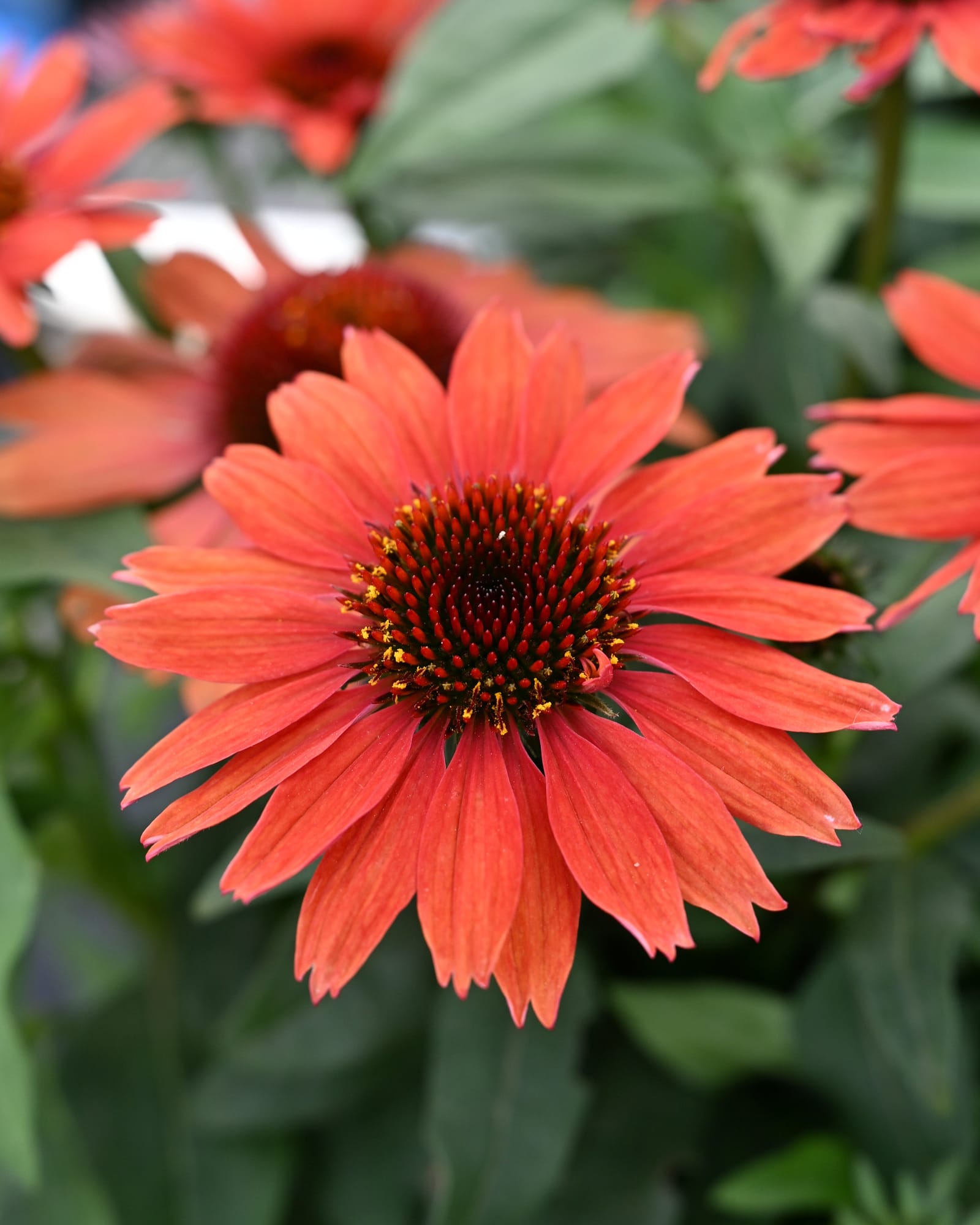 Panama Red Coneflower