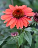 Panama Red Coneflower with coral petals and a dark central cone in garden foliage