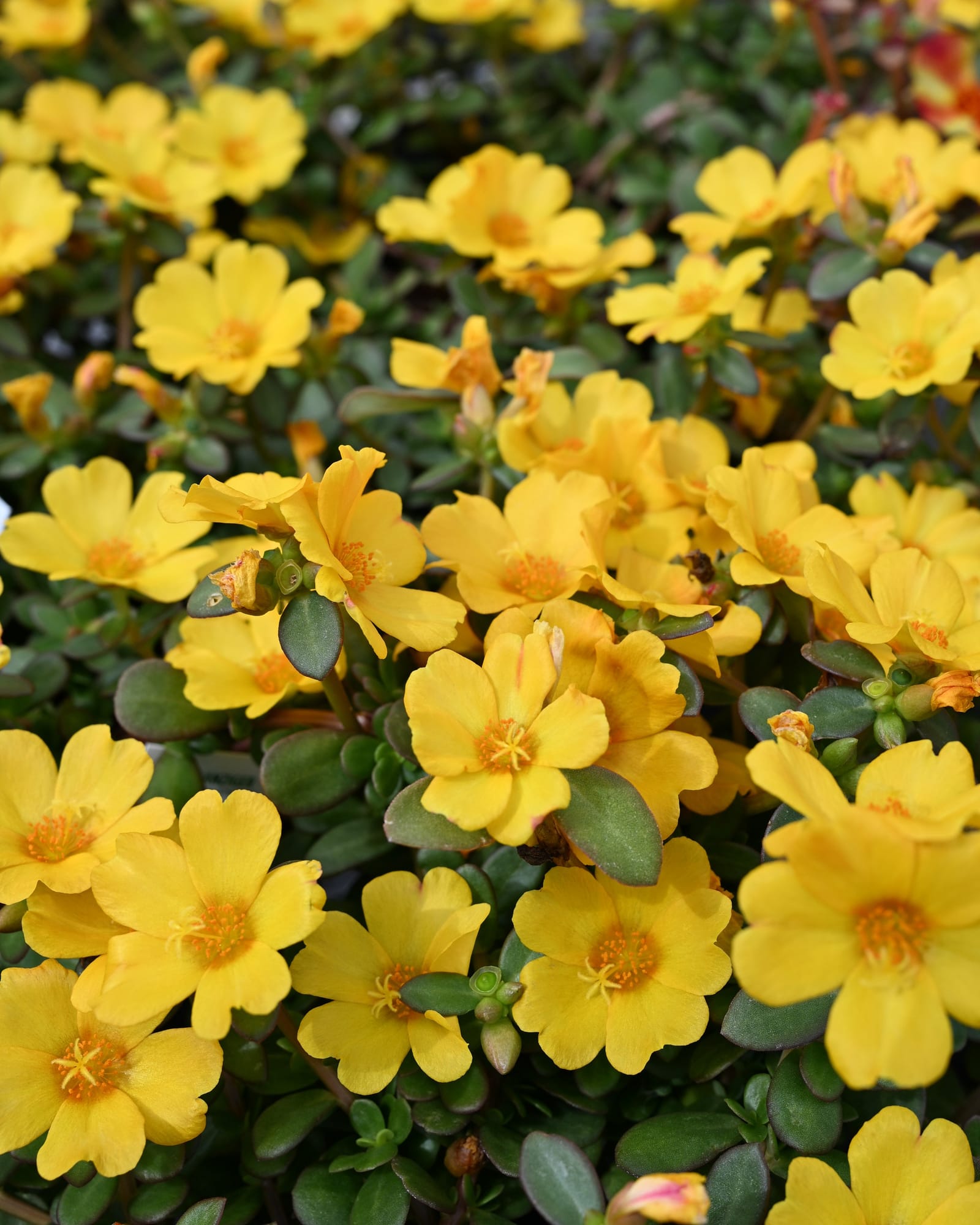 Pazzaz Nano Gold Purslane Portulaca