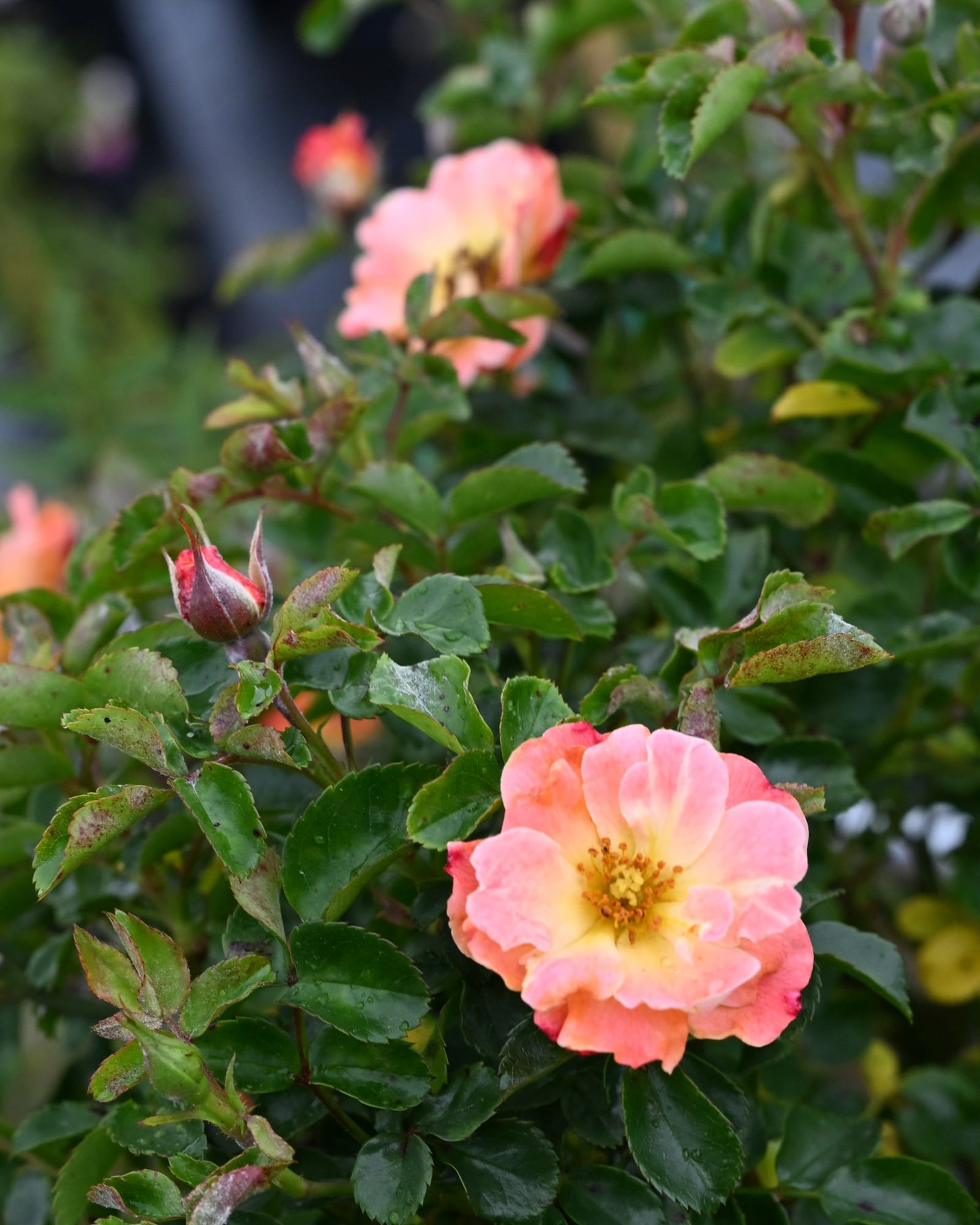 Peach Drift Rose