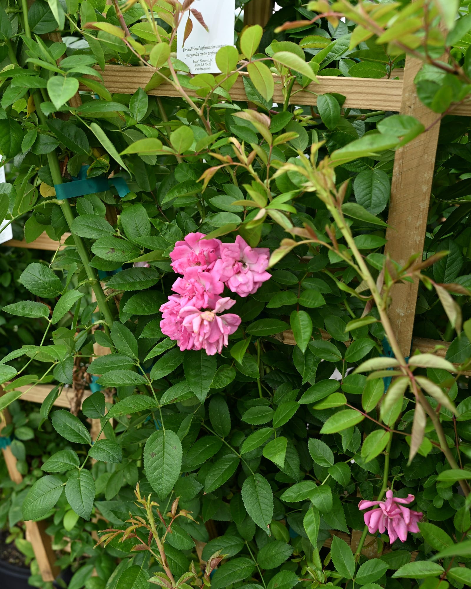 Peggy Martin Climbing Rose Espalier