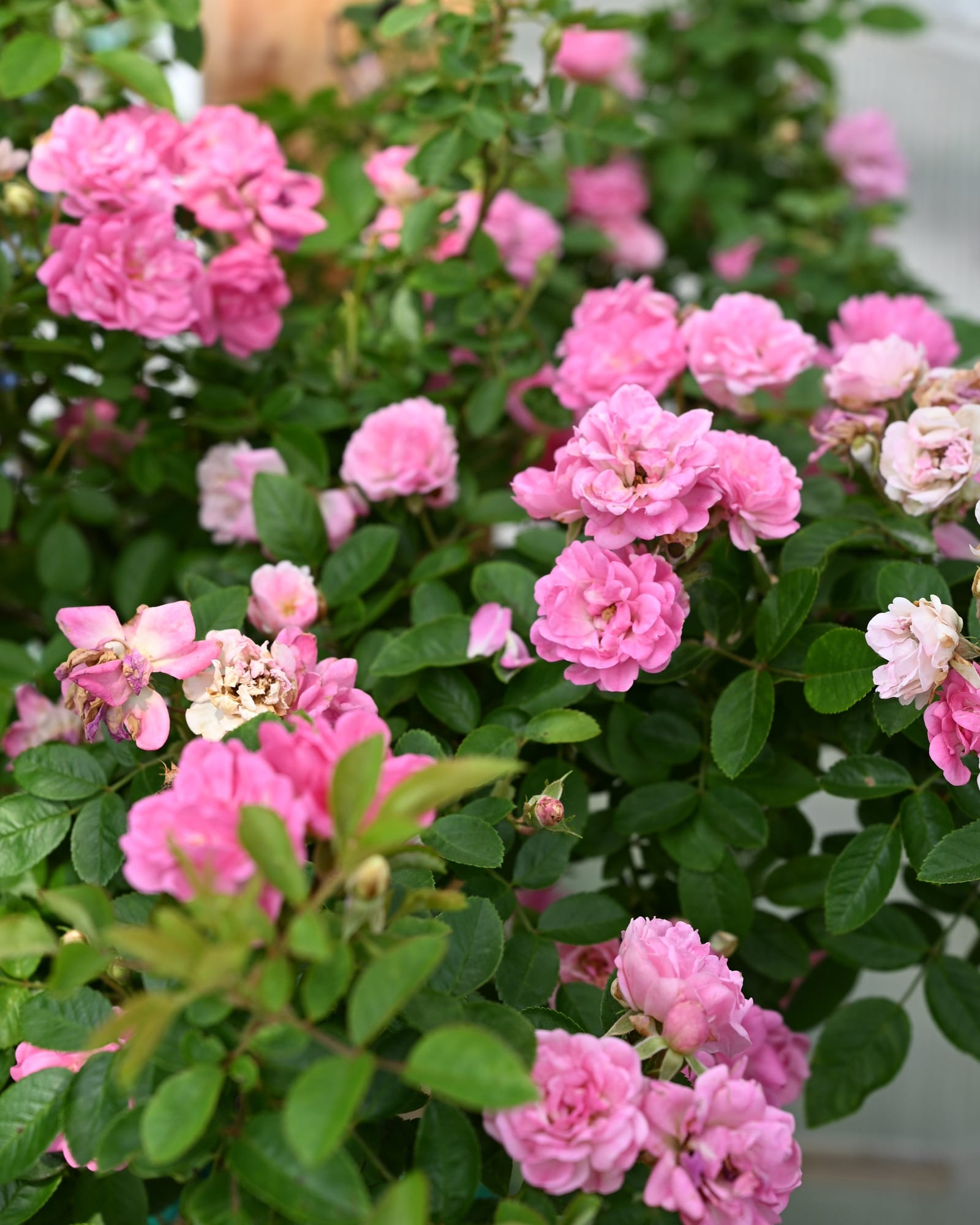 Peggy Martin Climbing Rose
