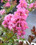 Peppermint Mocha Crape Myrtle with abundant bright pink flower clusters and glossy green foliage