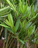 Petite Red Oleander with narrow green leaves and upright branching growth
