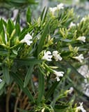 Petite White Oleander with narrow green leaves, white flowers, and numerous buds