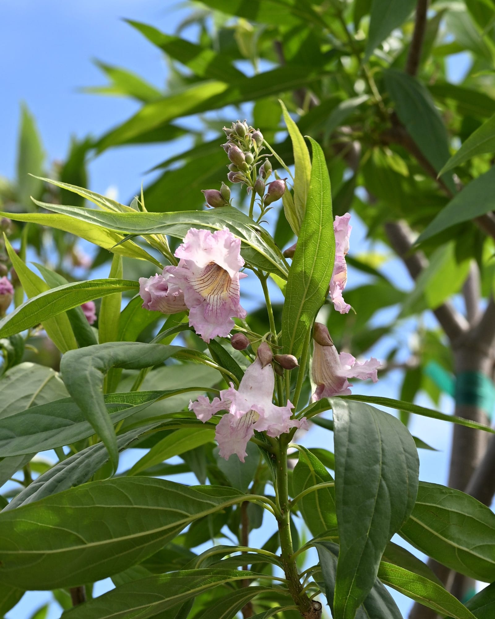 Pink Dawn Chitalpa