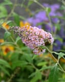 Pink Delight Butterfly Bush - Main Image